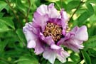 Gefleckter rosa Lotus; pink Lotus speckled colour